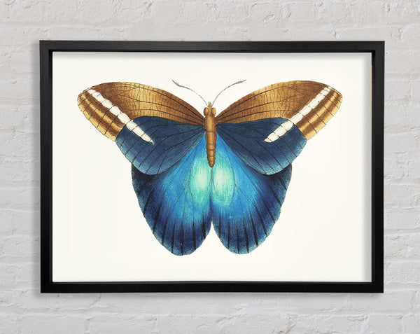Blue Box Moth Framed Print