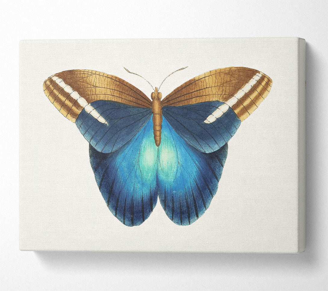  A Canvas Print of Blue Box Moth Canvas Wall Art