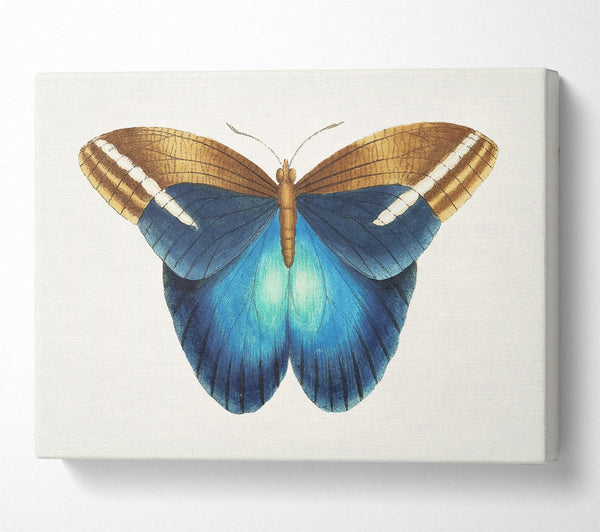  A Canvas Print of Blue Box Moth Canvas Wall Art
