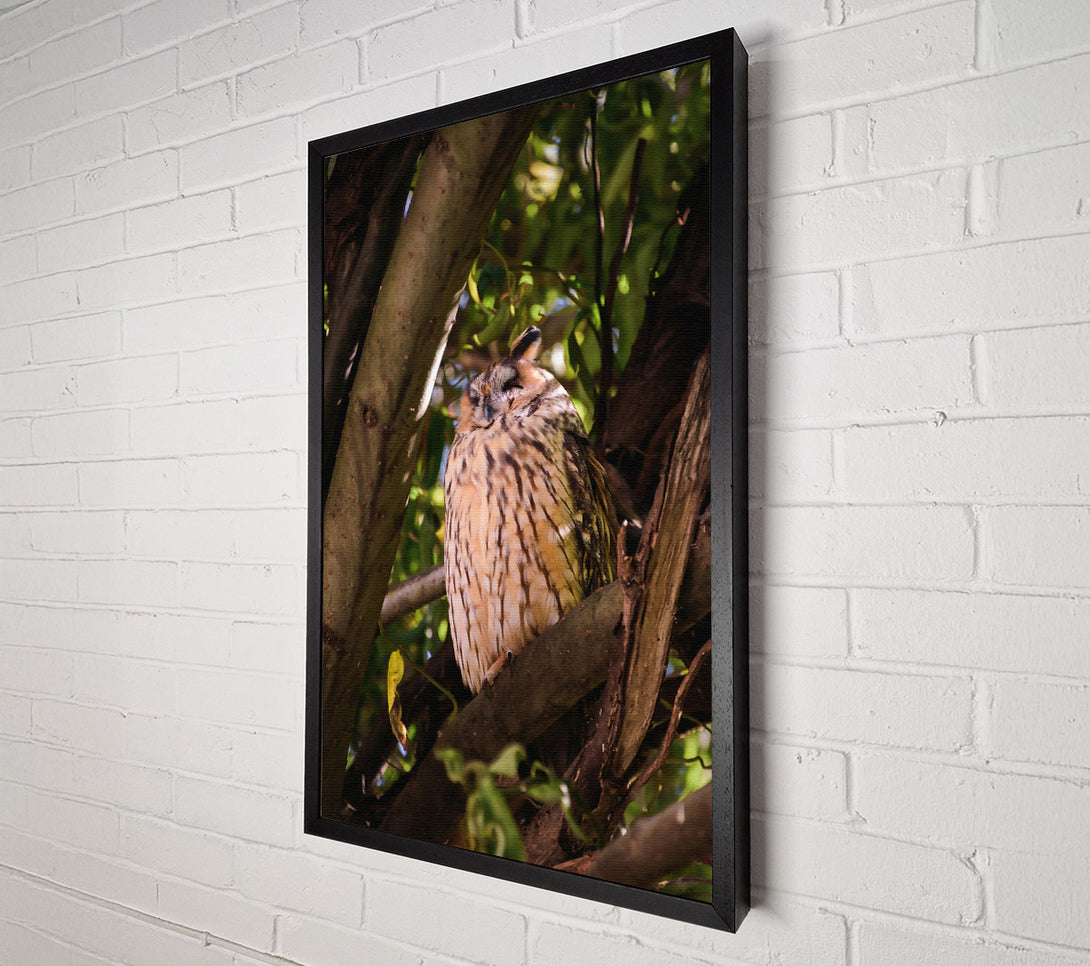  A Canvas Print of Golden Owl Slumbering Canvas Print