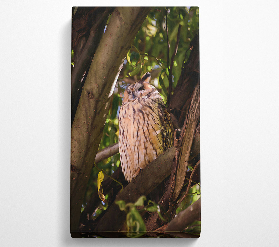  A Canvas Print of Golden Owl Slumbering Canvas Print