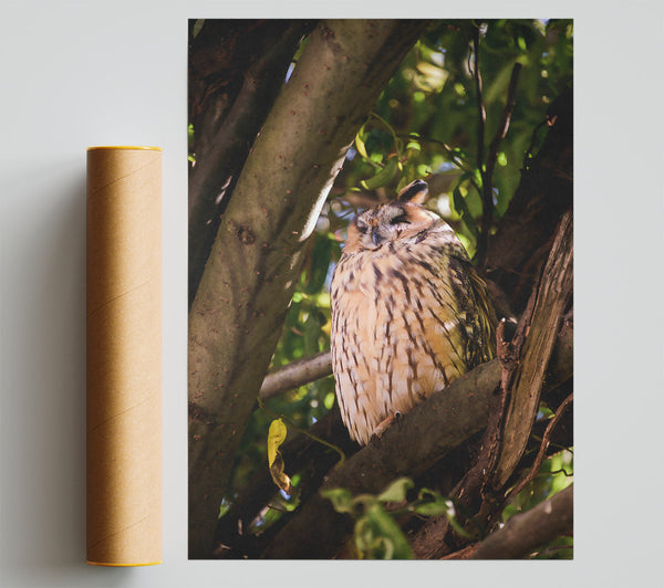 Golden Owl Slumbering Print