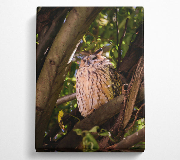  A Canvas Print of Golden Owl Slumbering Canvas Print
