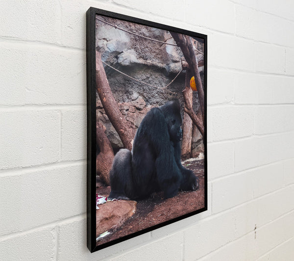 Black Gorilla Contemplation