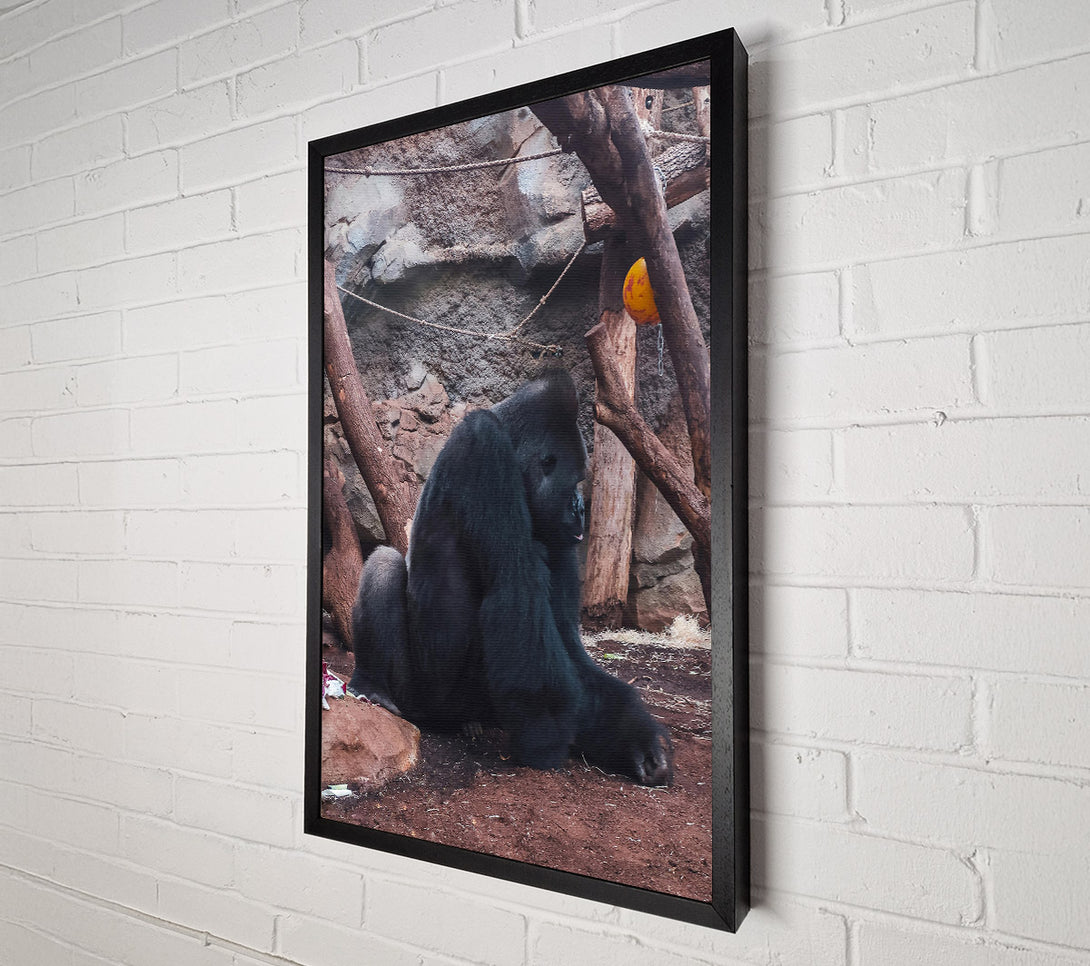  A Canvas Print of Black Gorilla Contemplation Canvas Print