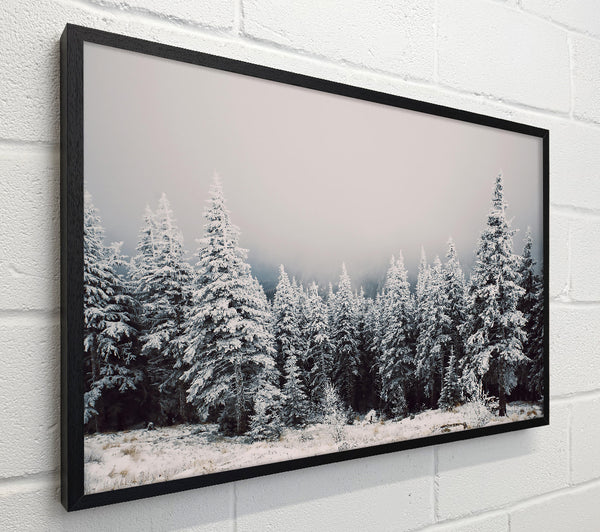 White Pines In Fog