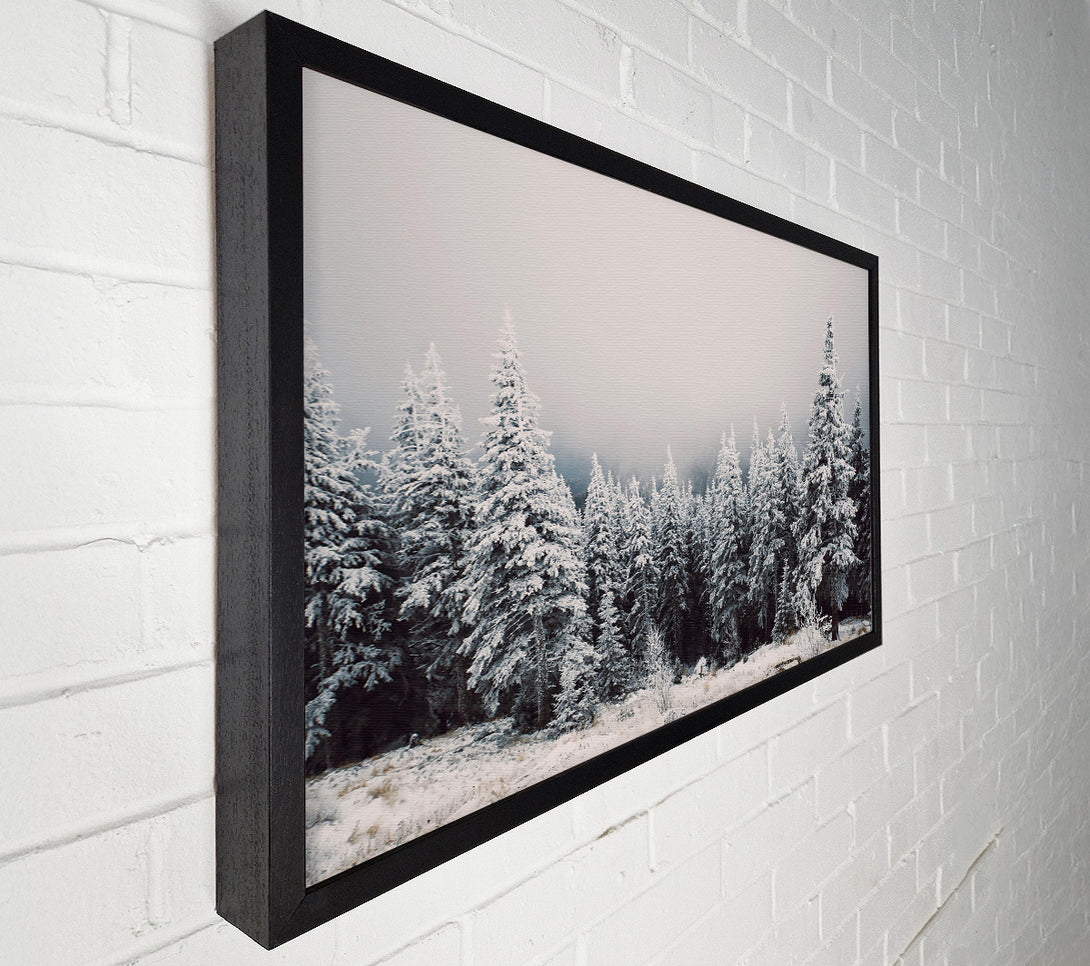  A Canvas Print of White Pines In Fog Canvas Print