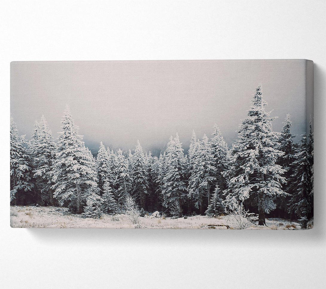  A Canvas Print of White Pines In Fog Canvas Print