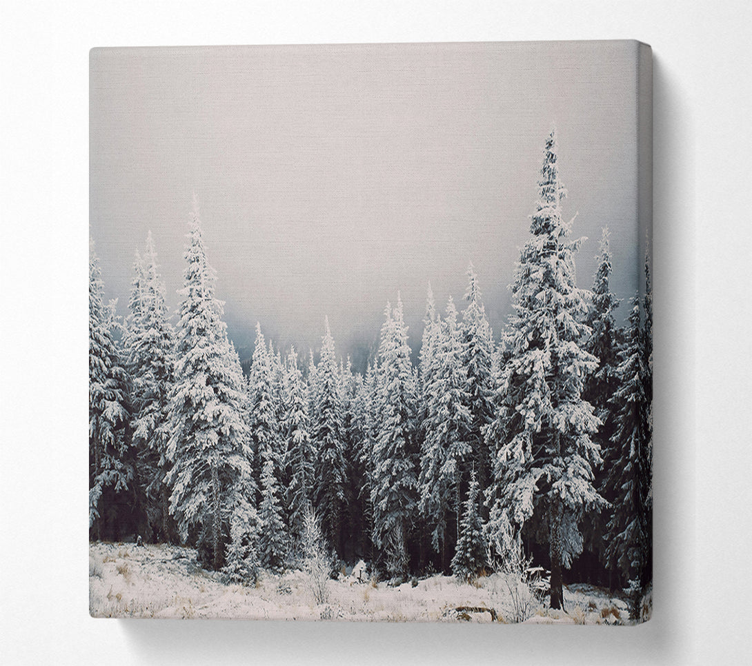 A Canvas Print of White Pines In Fog Canvas Print