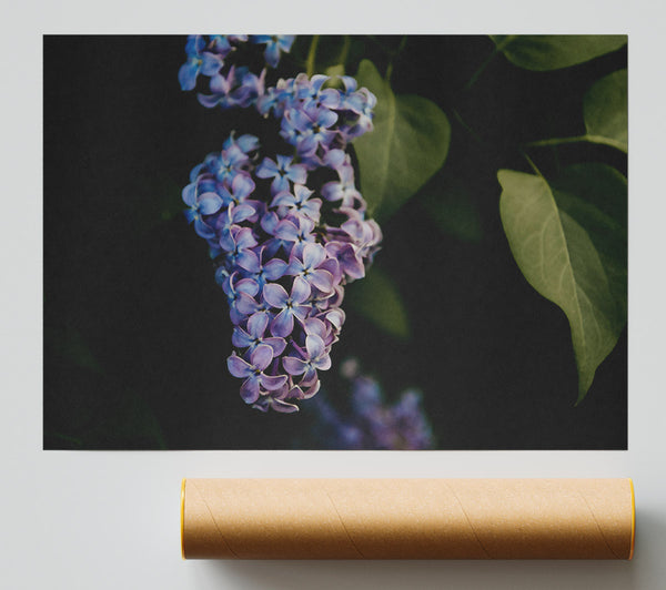 Purple Bloom In Shadows Poster