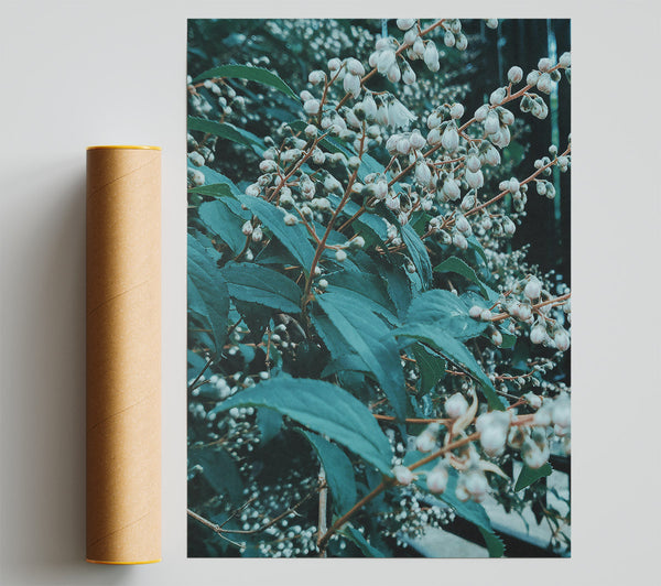 Teal Blooms And Leaves. Poster