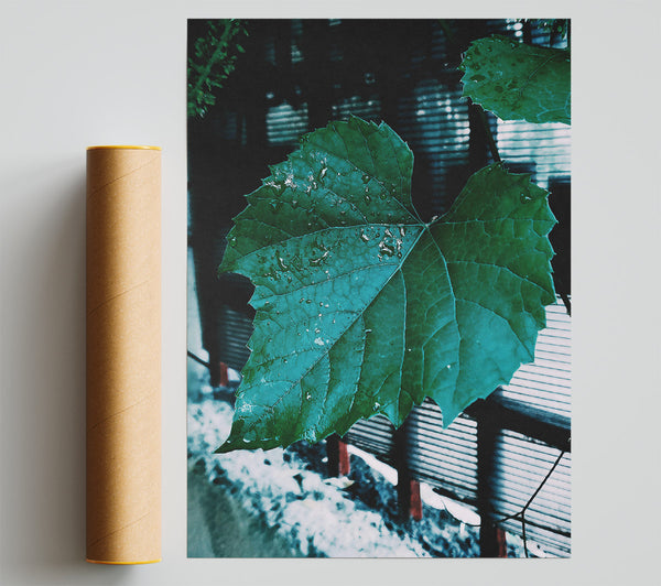Teal Leaf Rain Drops Poster