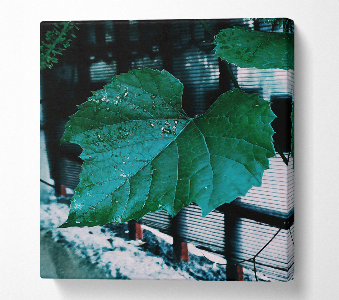  A Canvas Print of Teal Leaf Rain Drops Canvas Print