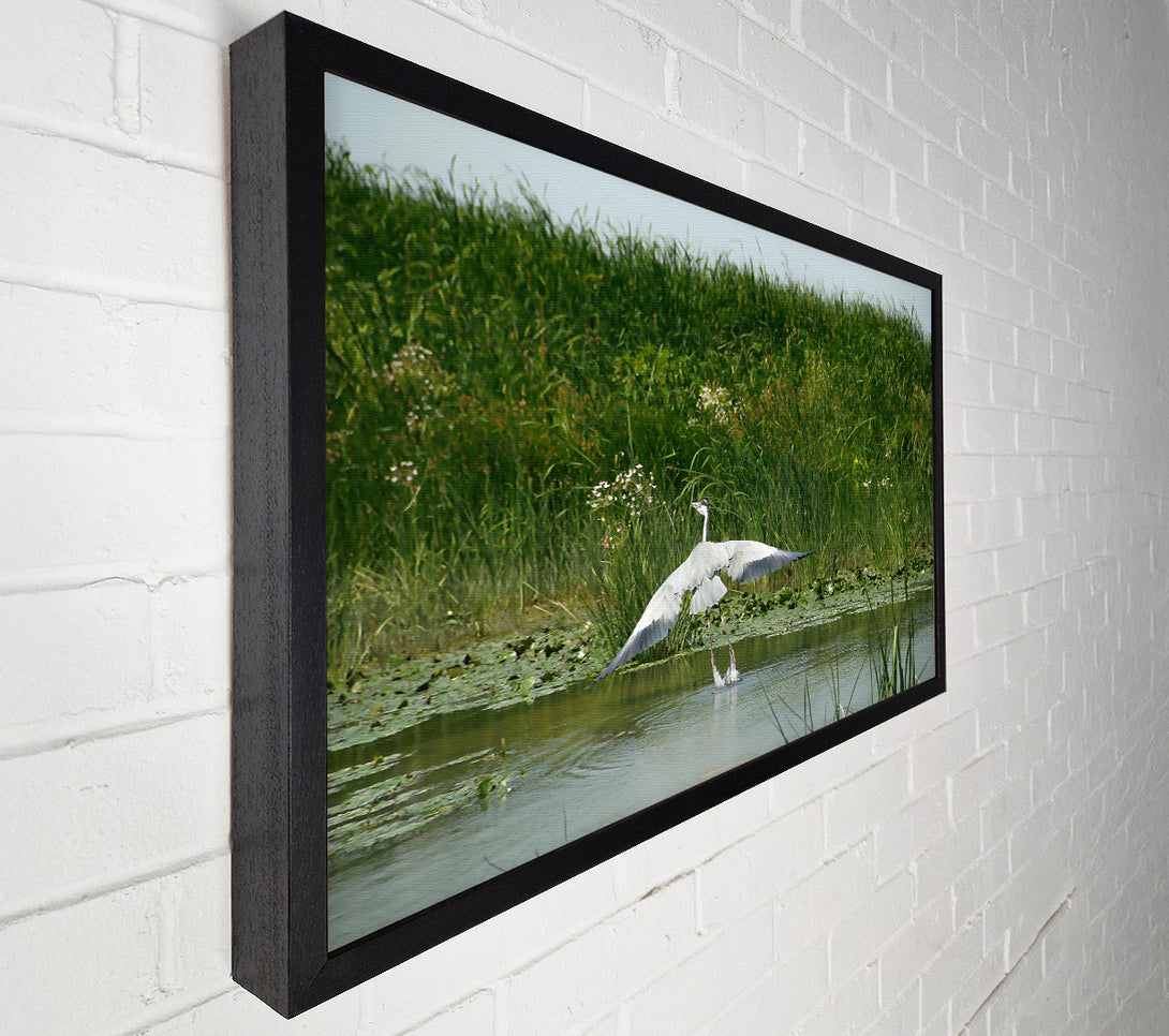  A Canvas Print of Grey Heron Takes Flight. Canvas Wall Art