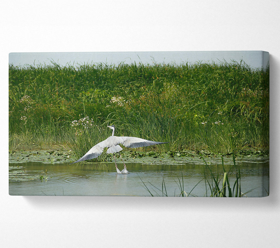  A Canvas Print of Grey Heron Takes Flight. Canvas Wall Art
