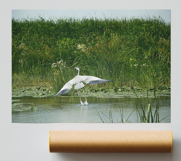 Grey Heron Takes Flight. Print