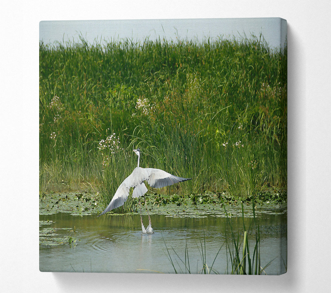  A Canvas Print of Grey Heron Takes Flight. Canvas Wall Art