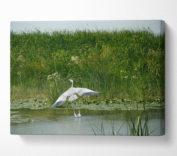  A Canvas Print of Grey Heron Takes Flight. Canvas Wall Art