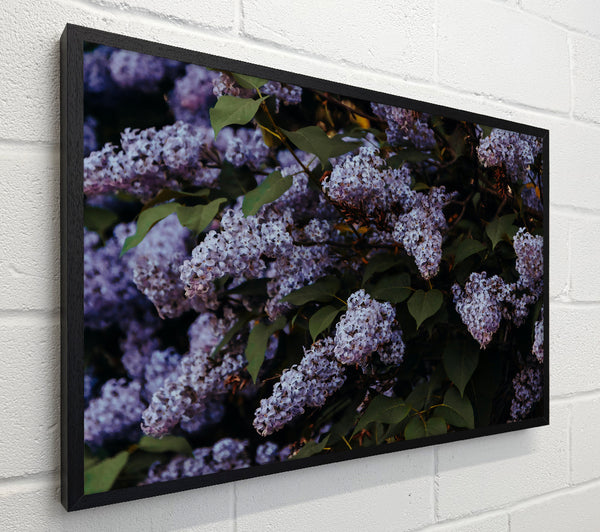 Lilac Purple Bloom