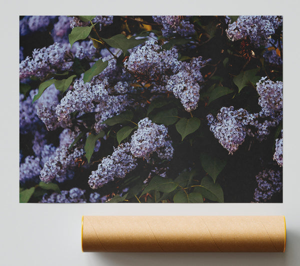 Lilac Purple Bloom Giclee Print