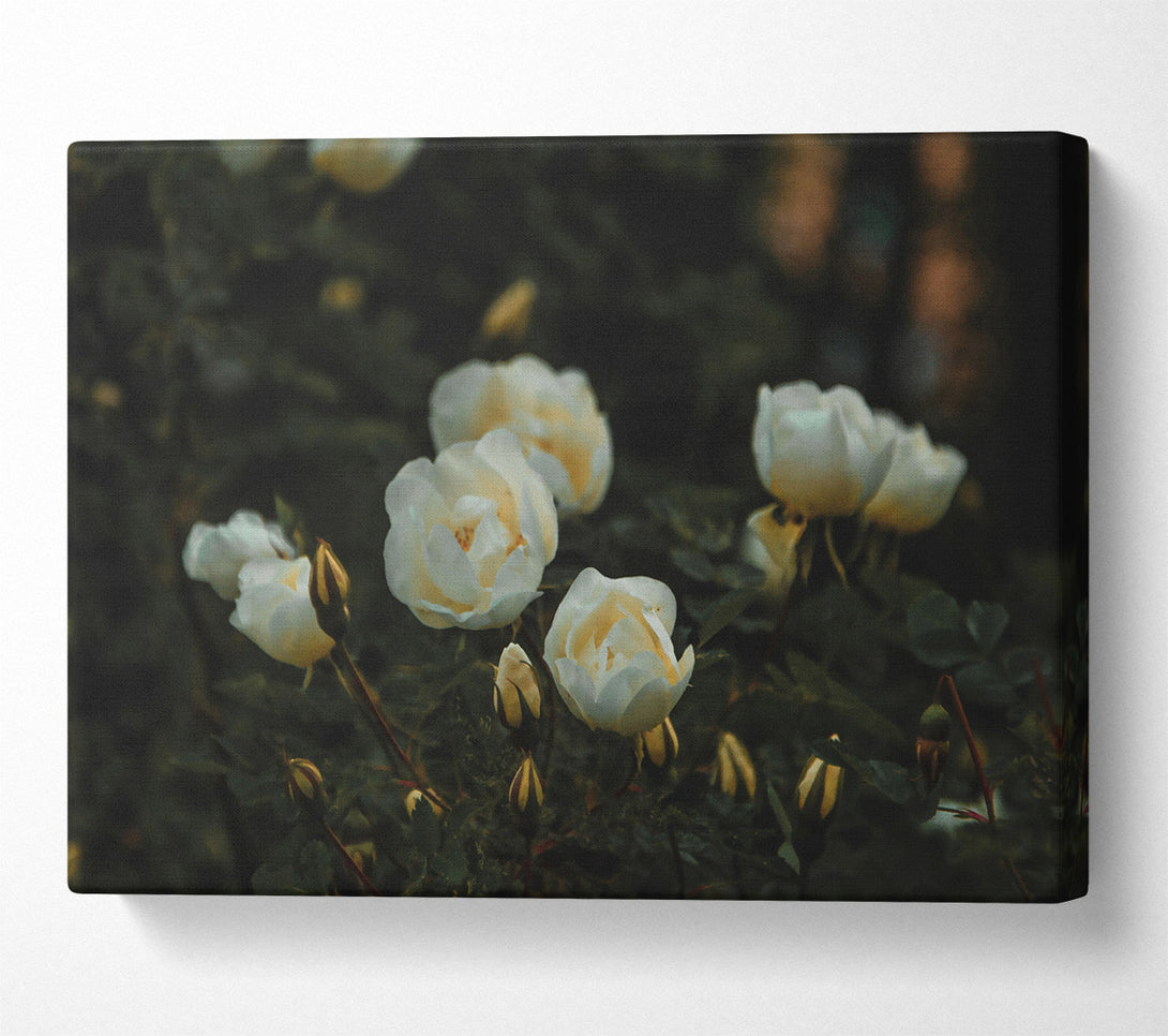  A Canvas Print of Creamy White Blooms Canvas Print