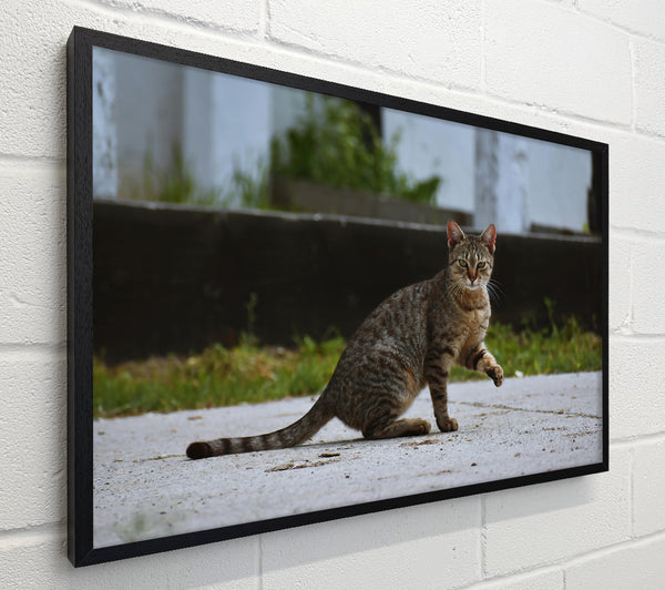 Brown Cat Watchful