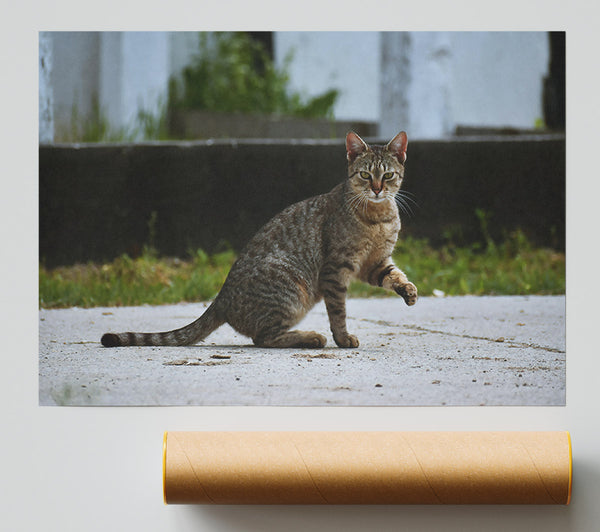 Brown Cat Watchful Giclee Print