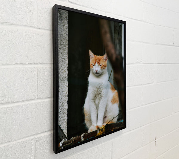 Orange Cat'S Slumber