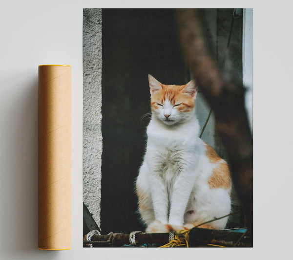 Orange Cat'S Slumber Poster