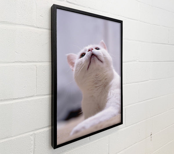 White Cat Curiosity
