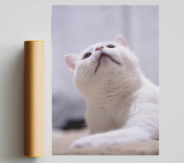 White Cat Curiosity Giclee Print