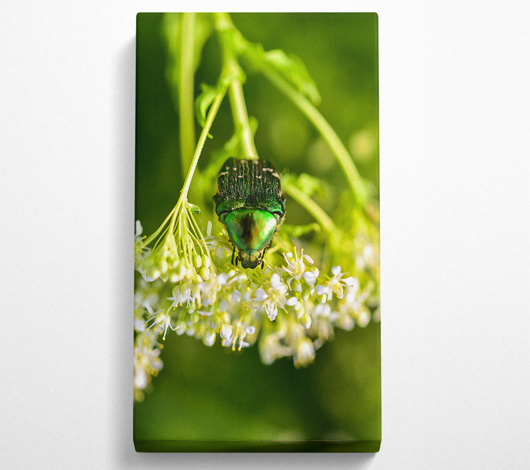  A Canvas Print of Emerald Beetle Bloom Canvas Art