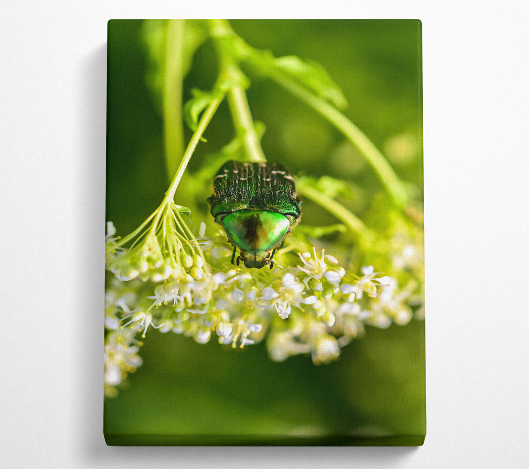  A Canvas Print of Emerald Beetle Bloom Canvas Art
