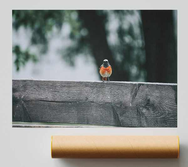 Orange Bird On Fence Print