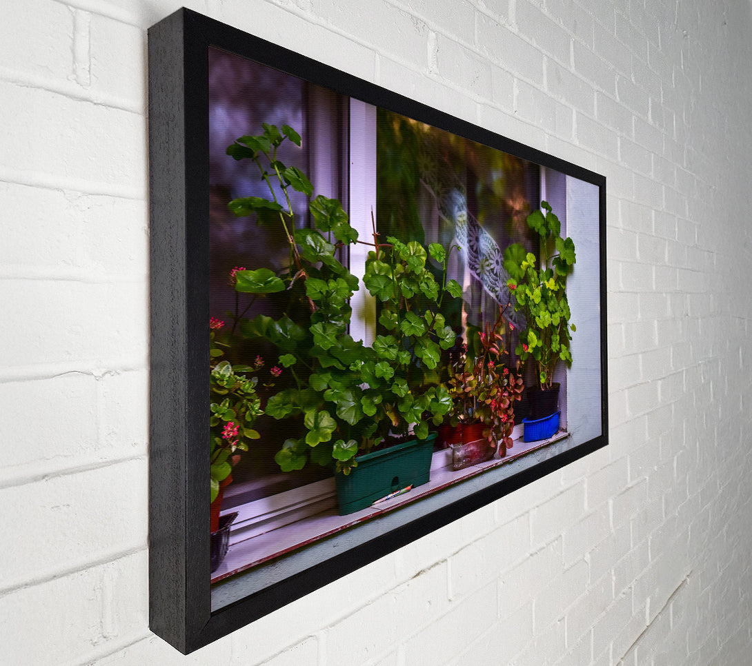  A Canvas Print of Green Windowsill Blooms Canvas Print