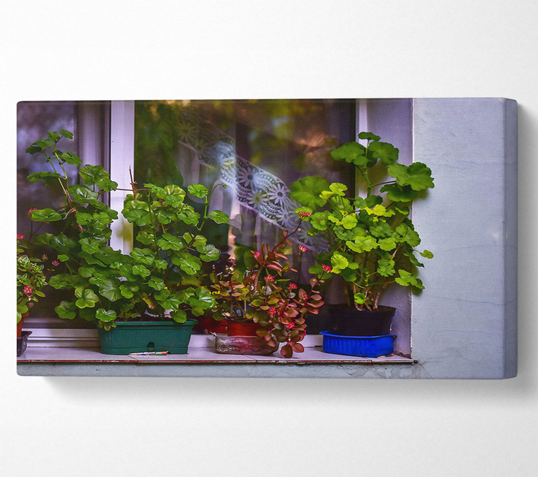  A Canvas Print of Green Windowsill Blooms Canvas Print