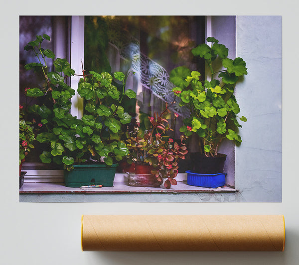 Green Windowsill Blooms Poster