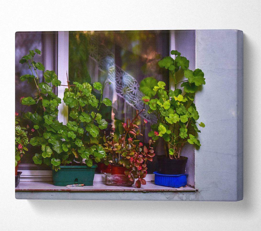  A Canvas Print of Green Windowsill Blooms Canvas Print