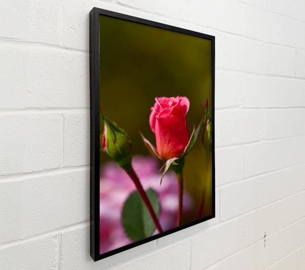 Pink Rosebud Bloom