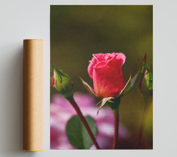Pink Rosebud Bloom Poster