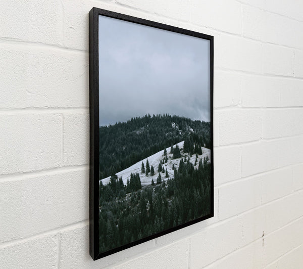 White Frost Pines