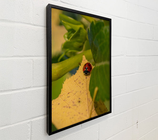 Yellow Leaf Ladybug