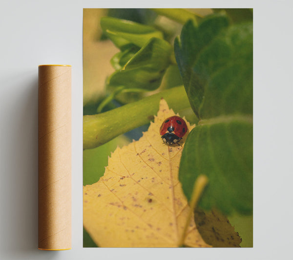 Yellow Leaf Ladybug Poster
