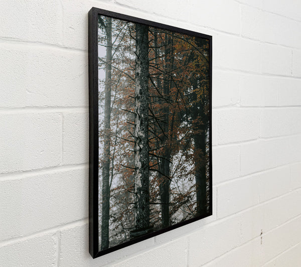 Brown Forest Haze