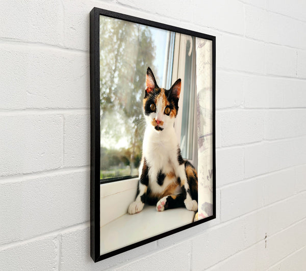 White Window Cat