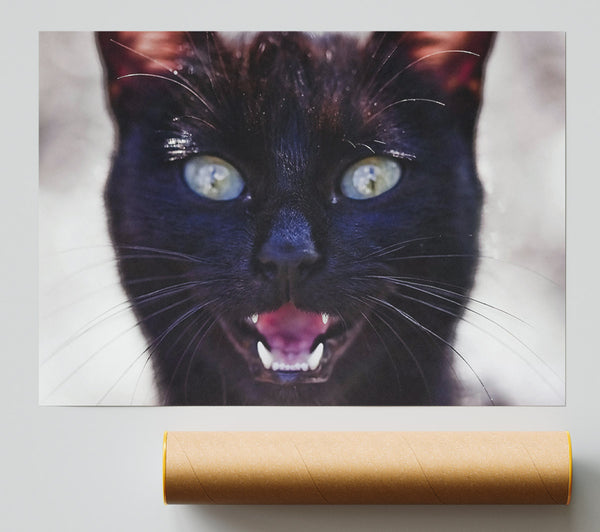 Black Cat'S Fangs Poster