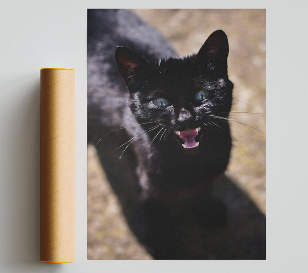 Black Cat'S Fury Print