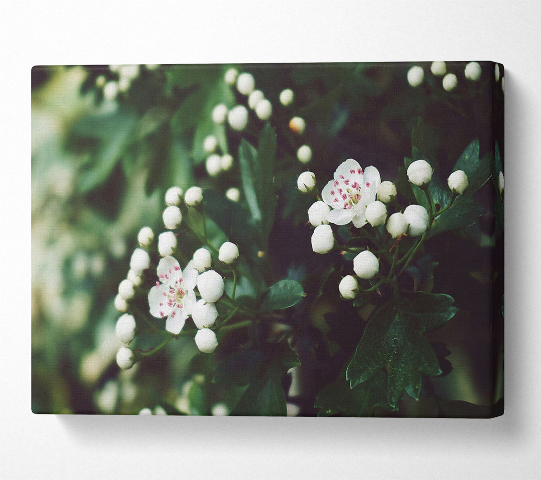  A Canvas Print of White Blooms In Green Canvas Print