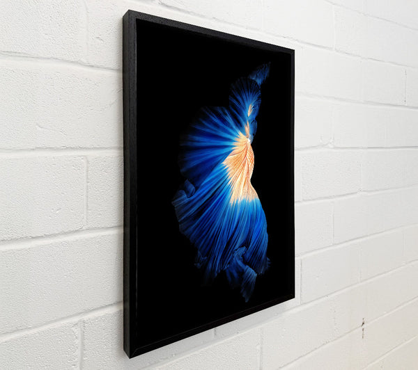 Blue Siamese Fish