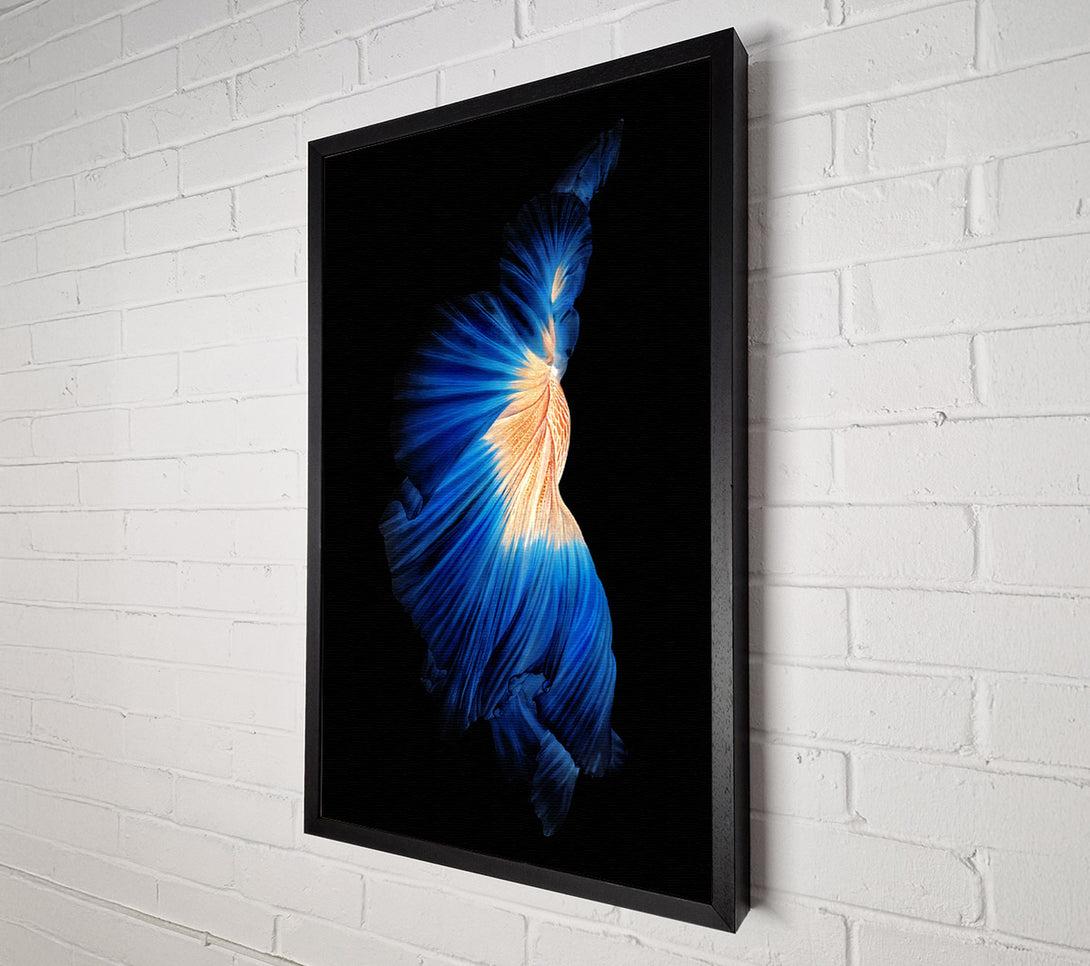  A Canvas Print of Blue Siamese Fish Canvas Print
